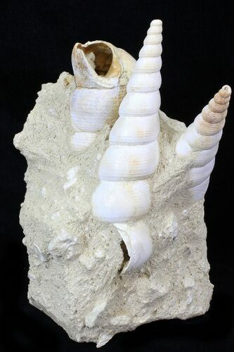 Beautiful Fossil Turritella Cluster - France #29622